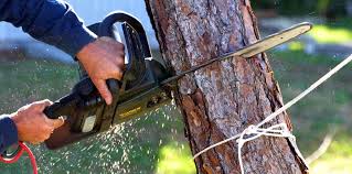 Best Grass Overseeding  in Banning, CA