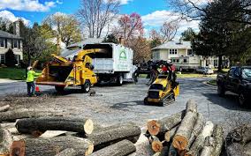 How Our Tree Care Process Works  in  Banning, CA