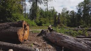 Best Tree and Shrub Care  in Banning, CA
