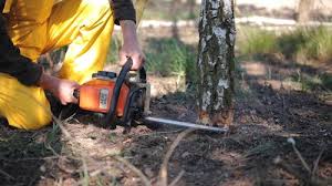 Best Tree Disease Treatment  in Banning, CA