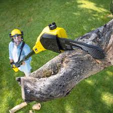 Best Leaf Removal  in Banning, CA