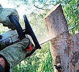 Best Stump Grinding and Removal  in Banning, CA