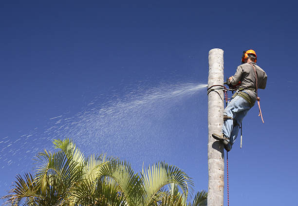 Best Tree Trimming and Pruning  in Banning, CA