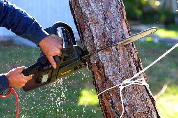 Professional Tree Care in Banning, CA