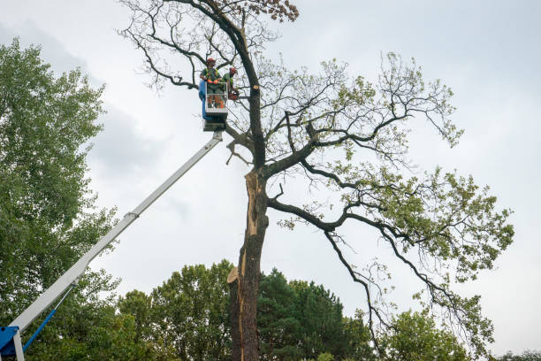 Best Hazardous Tree Removal  in Banning, CA